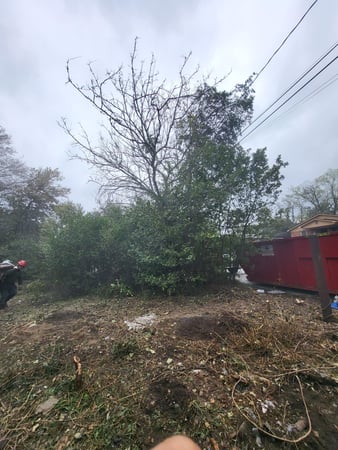 Images Lopez Tree Services and Landscaping
