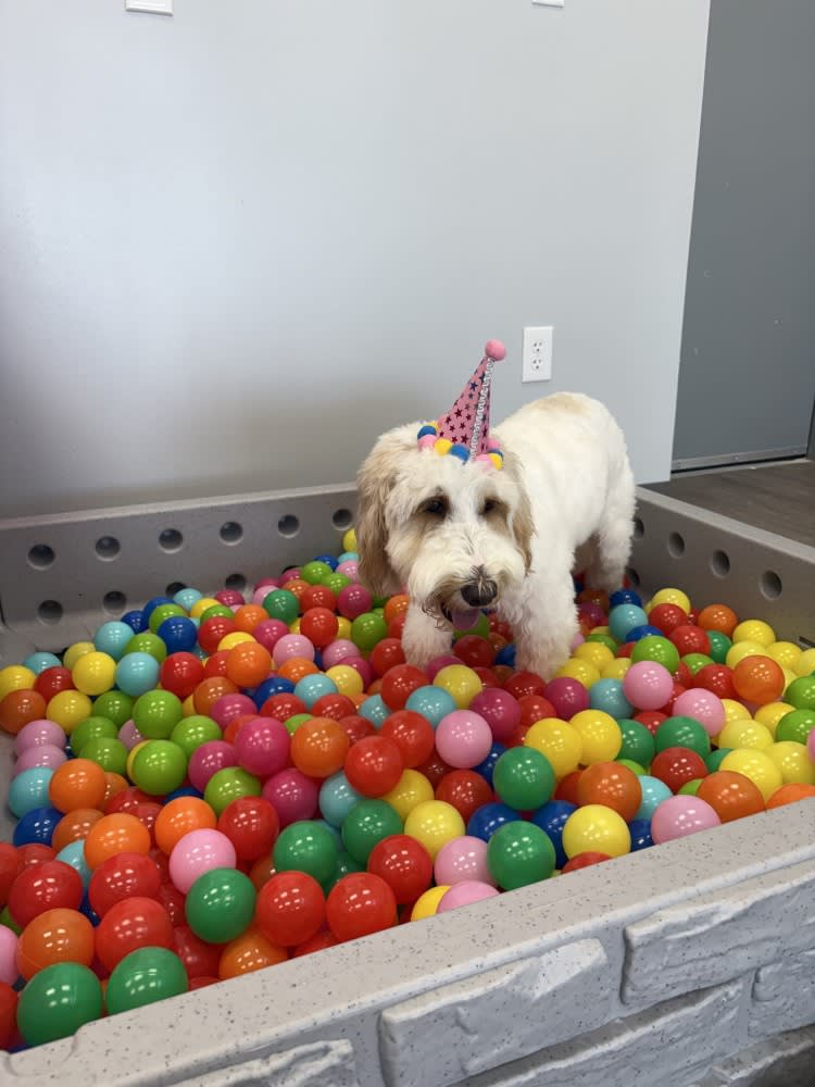 The Dog Stop - Katy Image