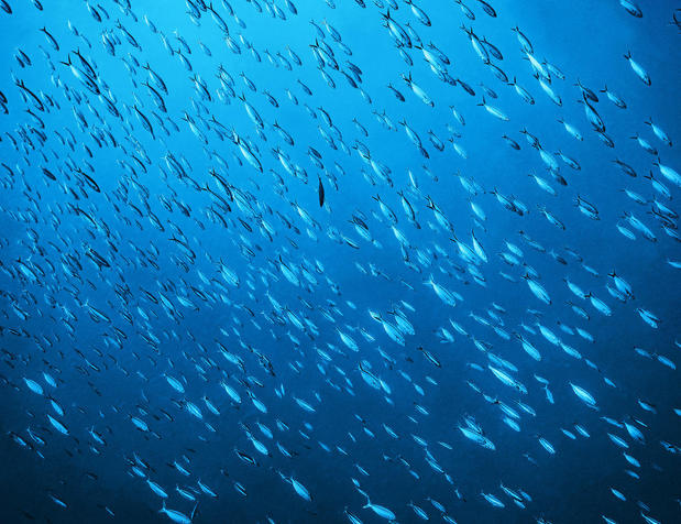 Images Dive Outdoors