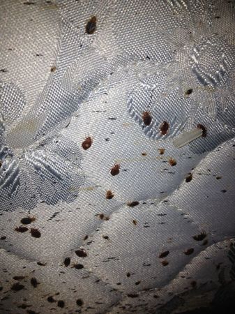 Images Bacon's Termite & Pest Control