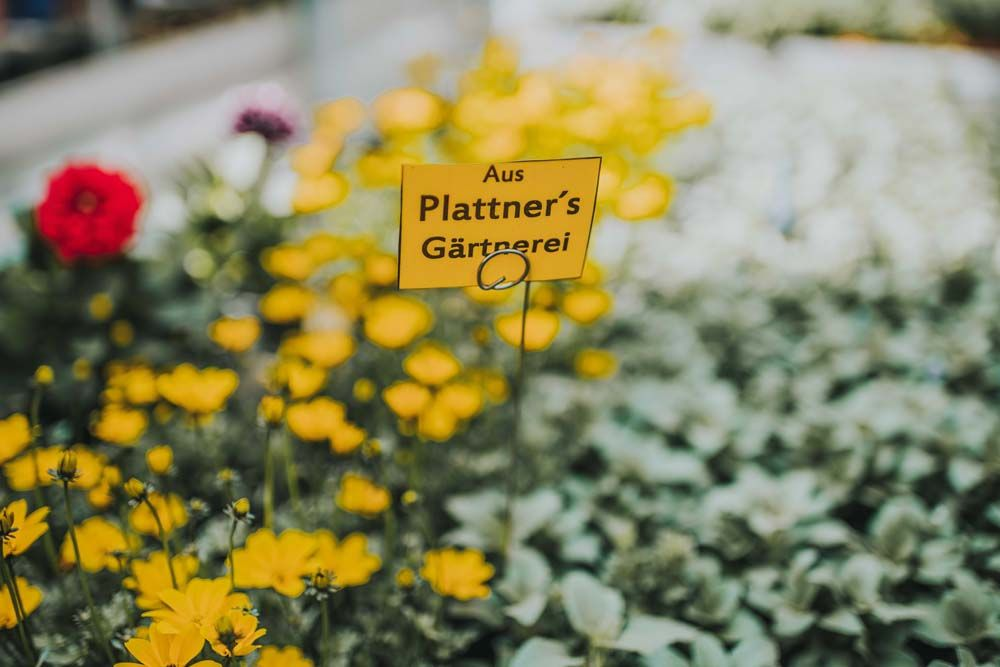 Bilder Blumen Plattner - Blütenflair & Gartenlust