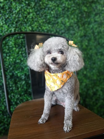 Images Pawsitively Purfect Salon