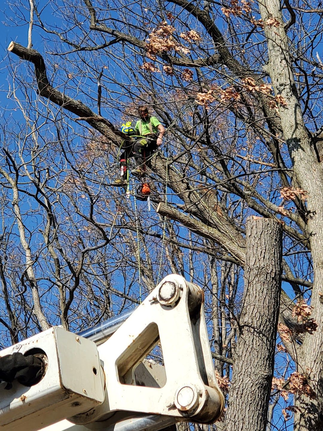 Recon Tree Services Image