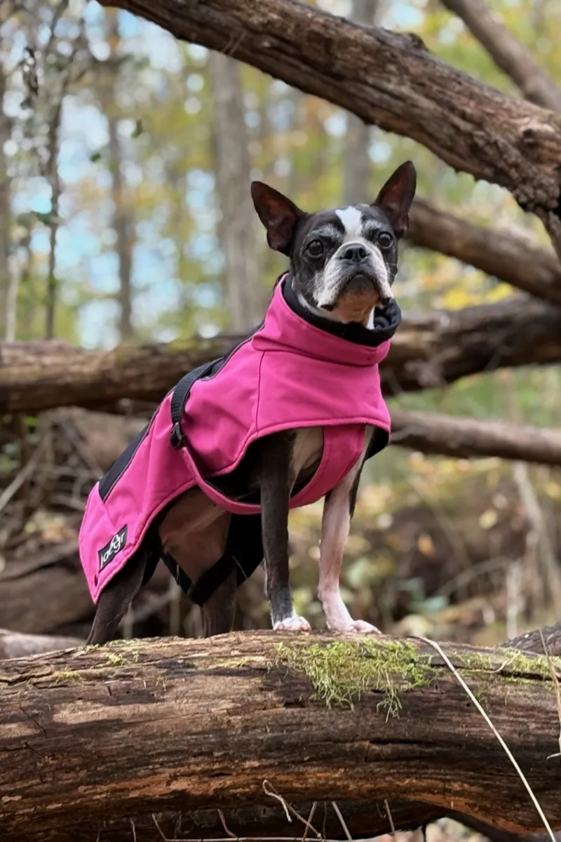 Image of Local Pet Event Winter Vaccine Titer Clinic Nearby