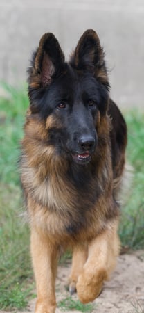 Images VanBlargan German Shepherds