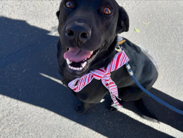 Images Julia Tipolt - State Farm Insurance Agent