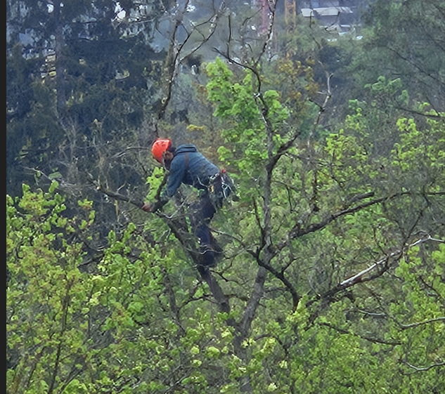 Bilder Baumdienst Isler GmbH