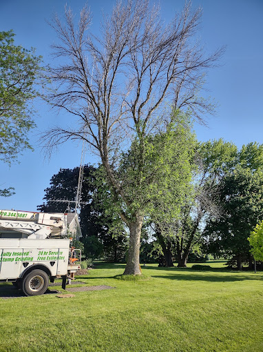 Image 6 | Torres Tree Service, LLC
