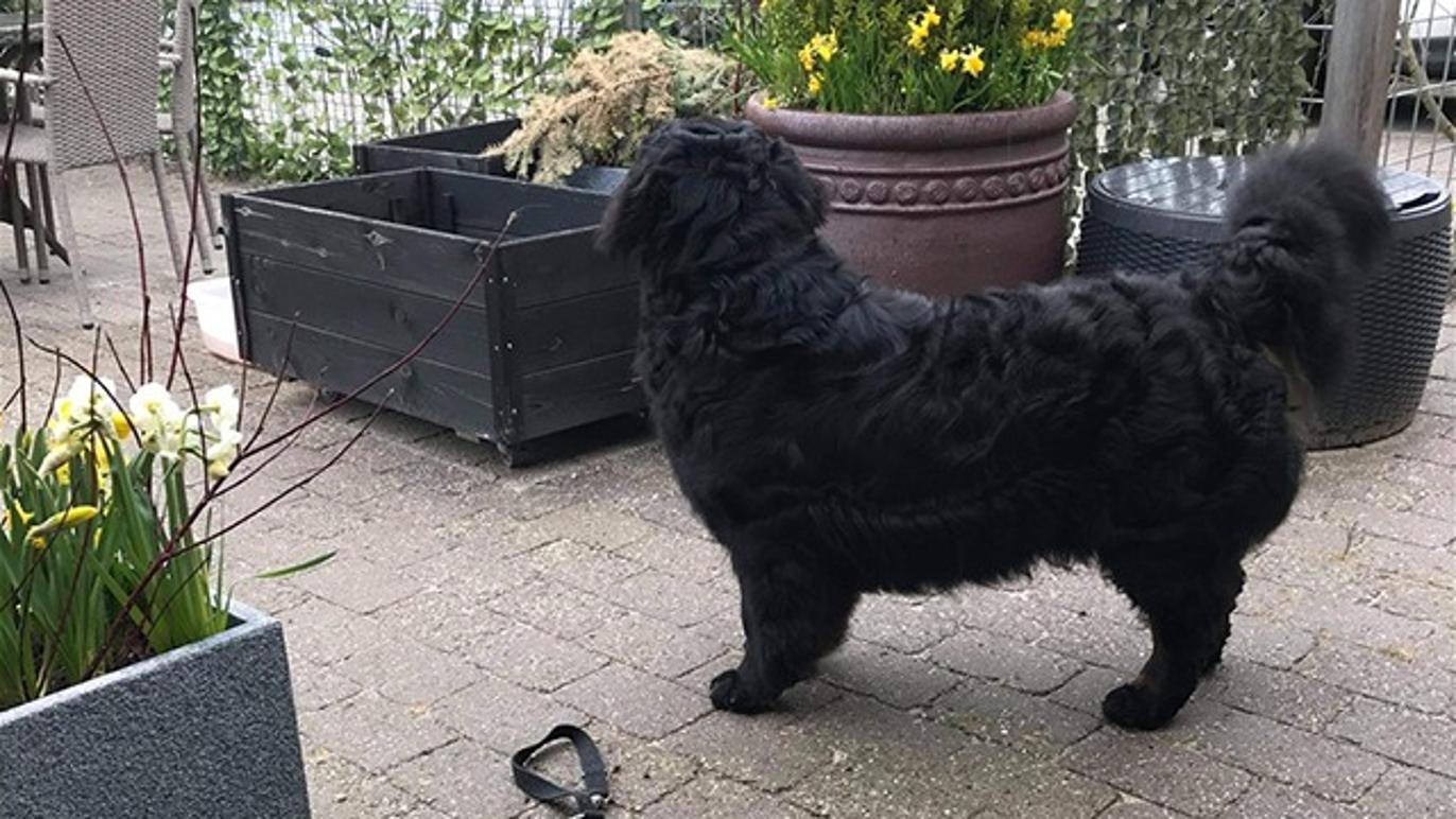 Images Hjallese hundesalon