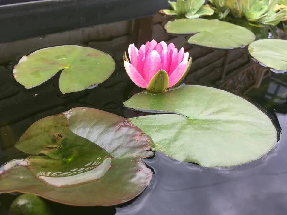 Images Glorious Ponds