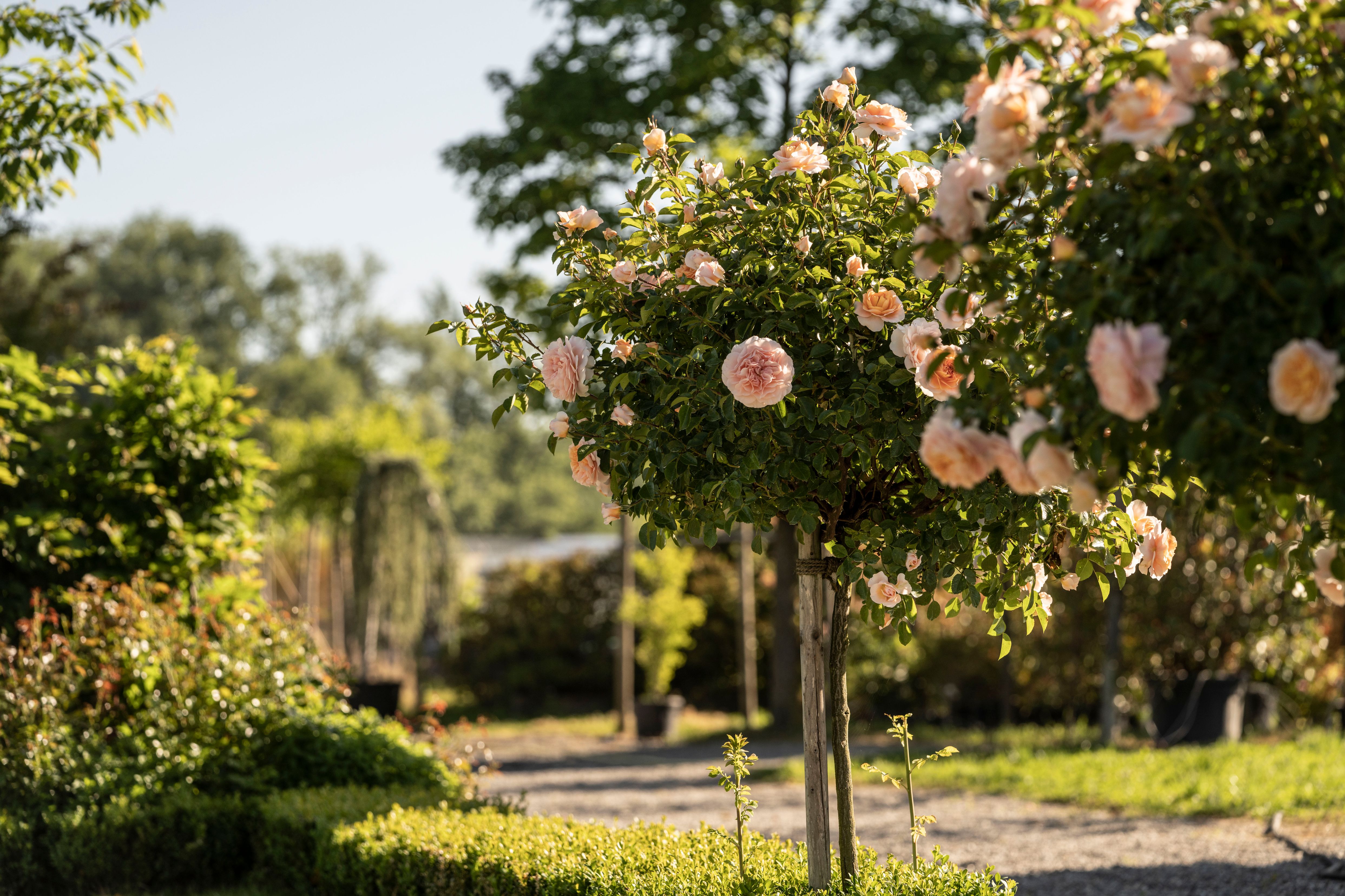 Bilder wüthrich pflanzen ag
