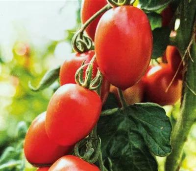 Tomate 'Patia Red'_Zanker Gartenbau