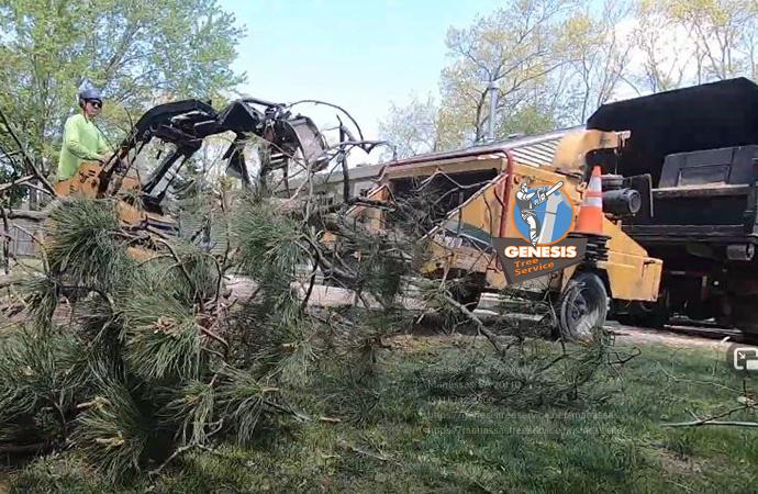 Genesis Tree Service - Northern VA Tree Services — 6 Reasons Ashburn  Arborists are Vital for Virginia