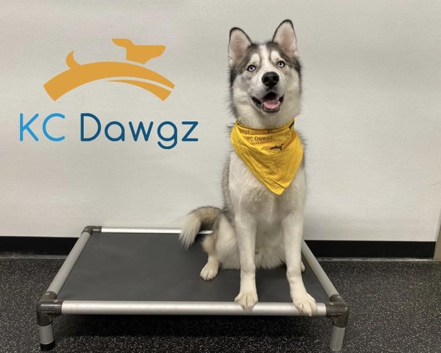 Images KC Dawgz Dog Training Academy