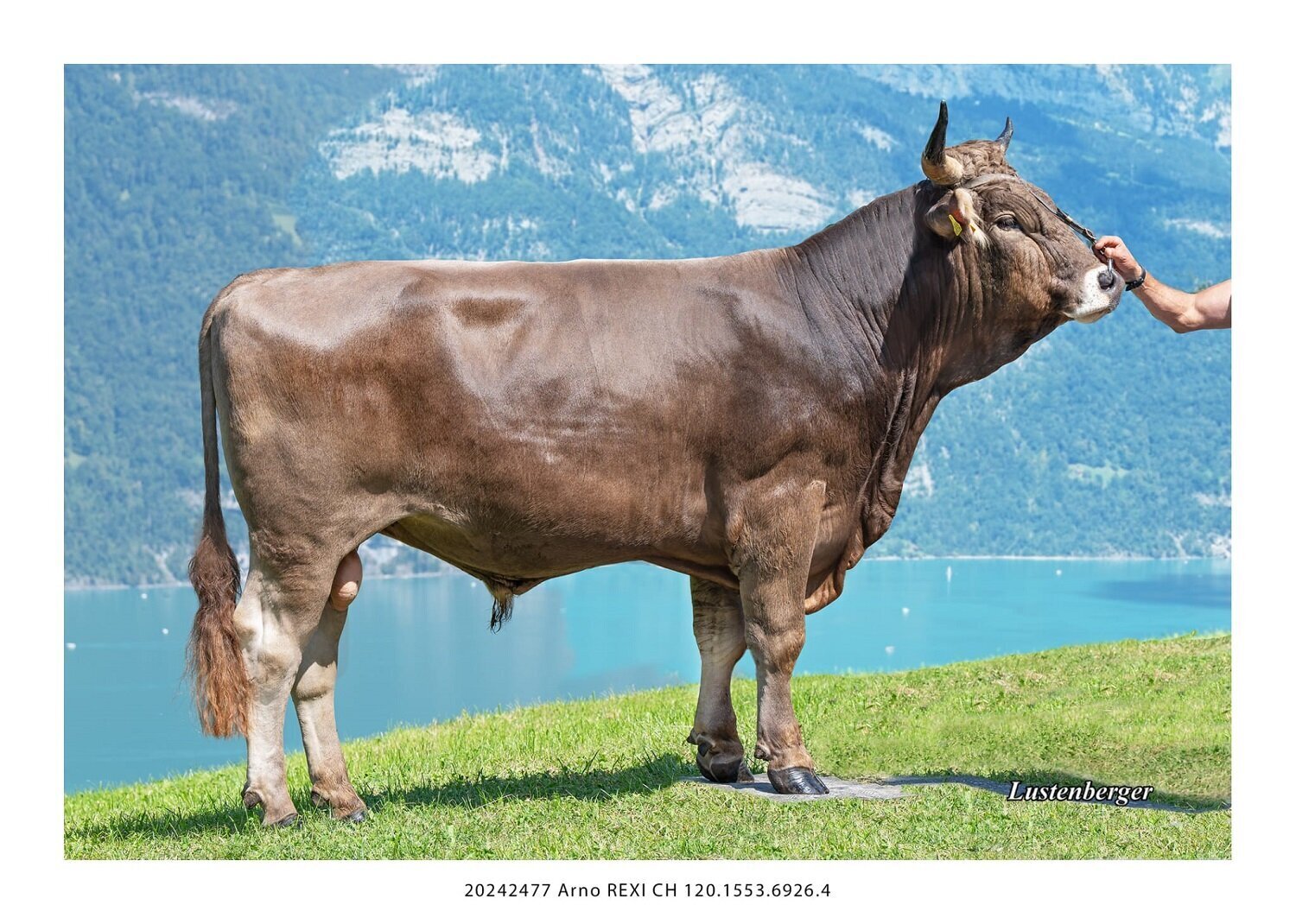 Bilder Schweizer Original Braunvieh Zuchtbetrieb Quarten
