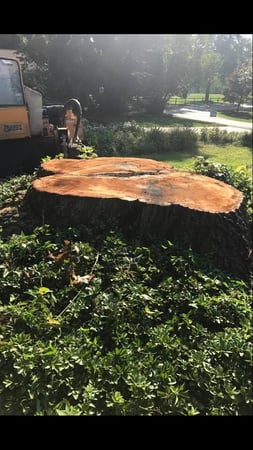 Images Ace Gallagher Stump Grinding