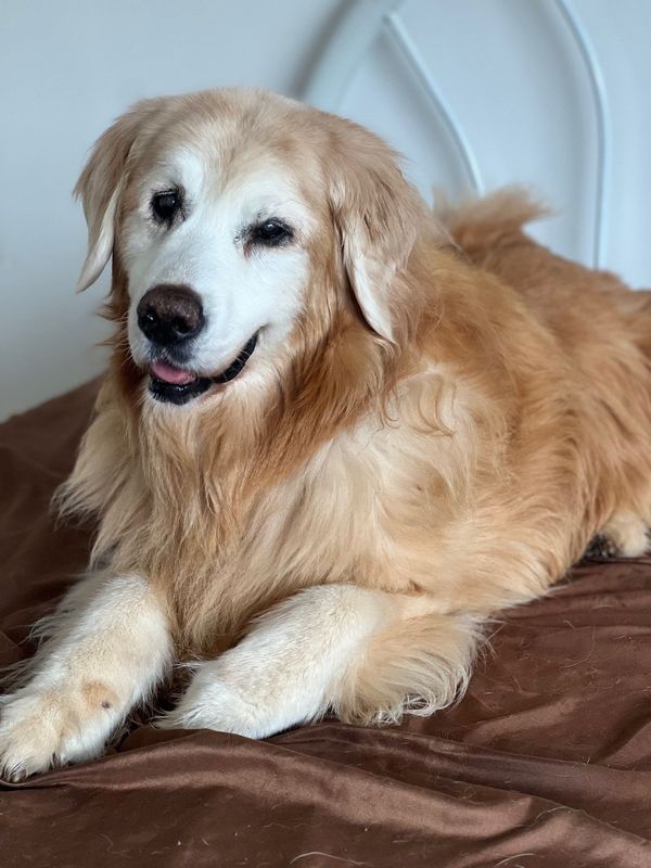 fido fido Dog Daycare & Boarding Image