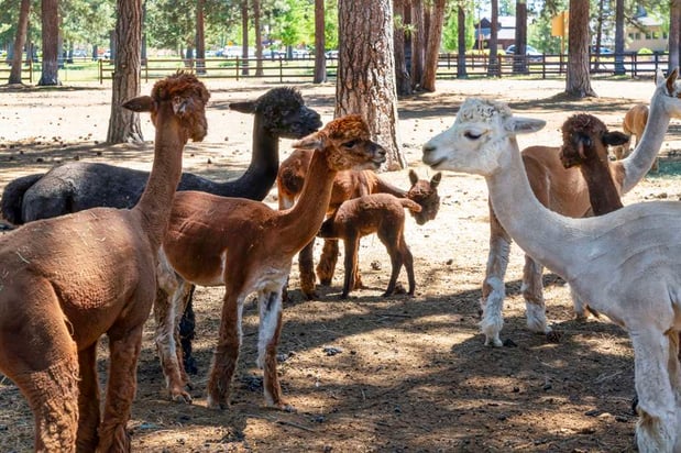 Images Best Western Ponderosa Lodge