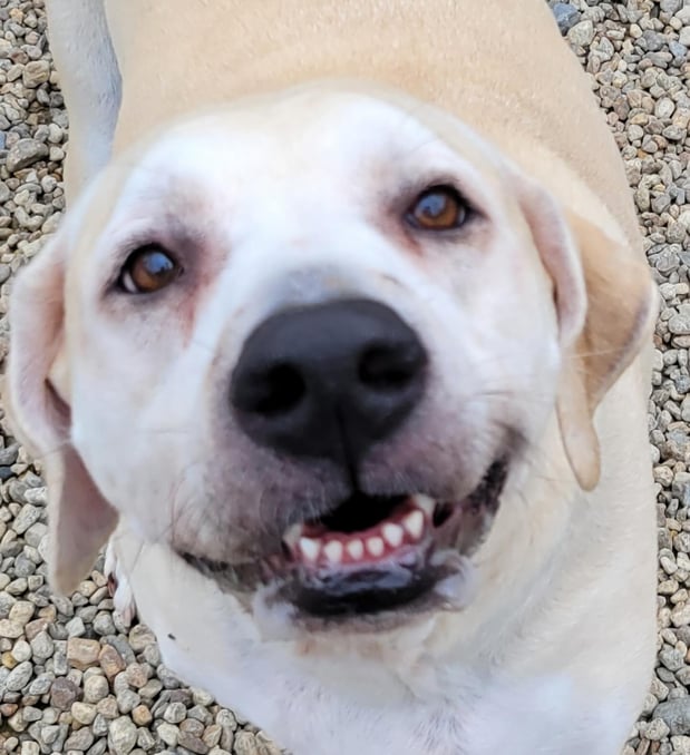 Images Champion Kennels