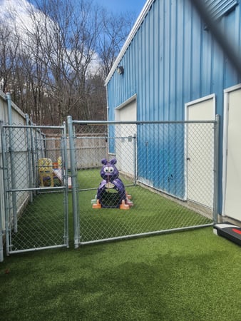 Images Playtime Pet Resort