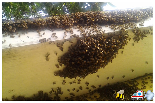 Images A Team Wildlife Removal & Bee Removal Miami