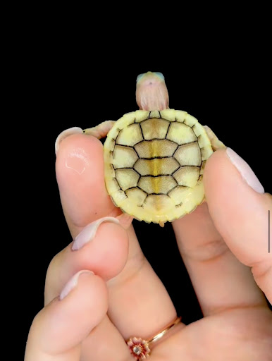 Images Cold Blooded Kingdom