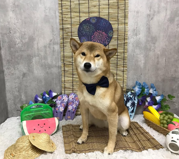 Images ペットショップ 犬の家