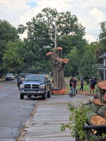 Images Busy Boy Tree Services