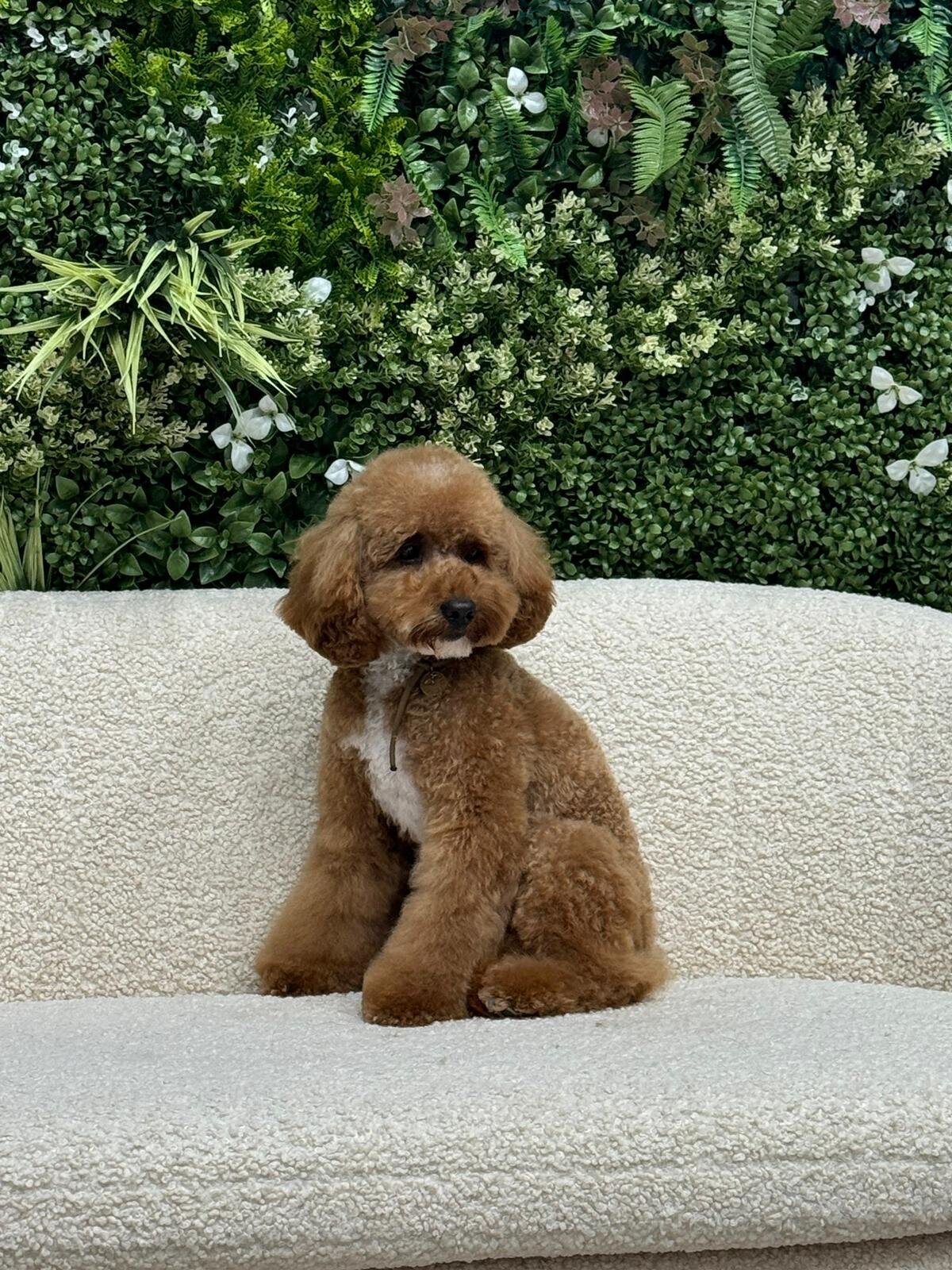 Images The Black Poodle Groom & Care S.L.