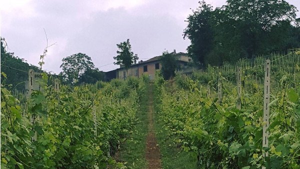 Images Passerini Azienda Vitivinicola