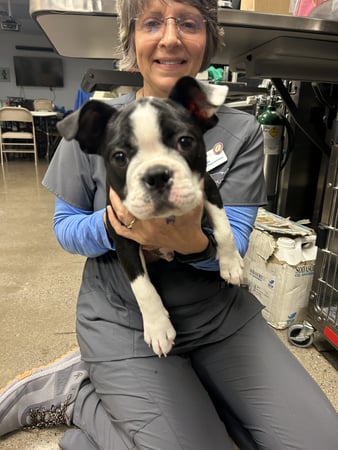 Images VCA Baring Boulevard Animal Hospital