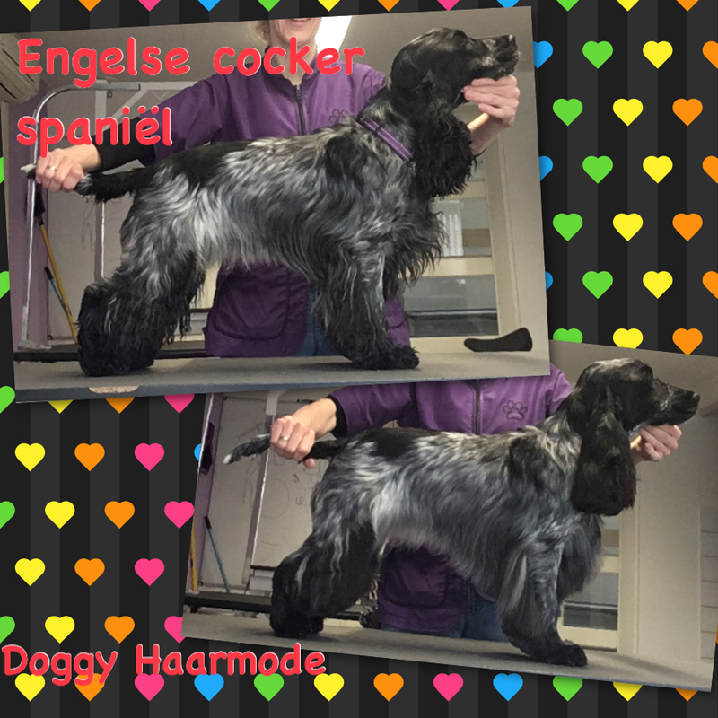 Foto's Doggy Haarmode