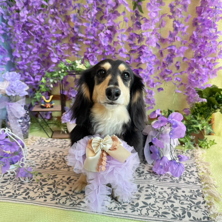 Images dog salon buku2