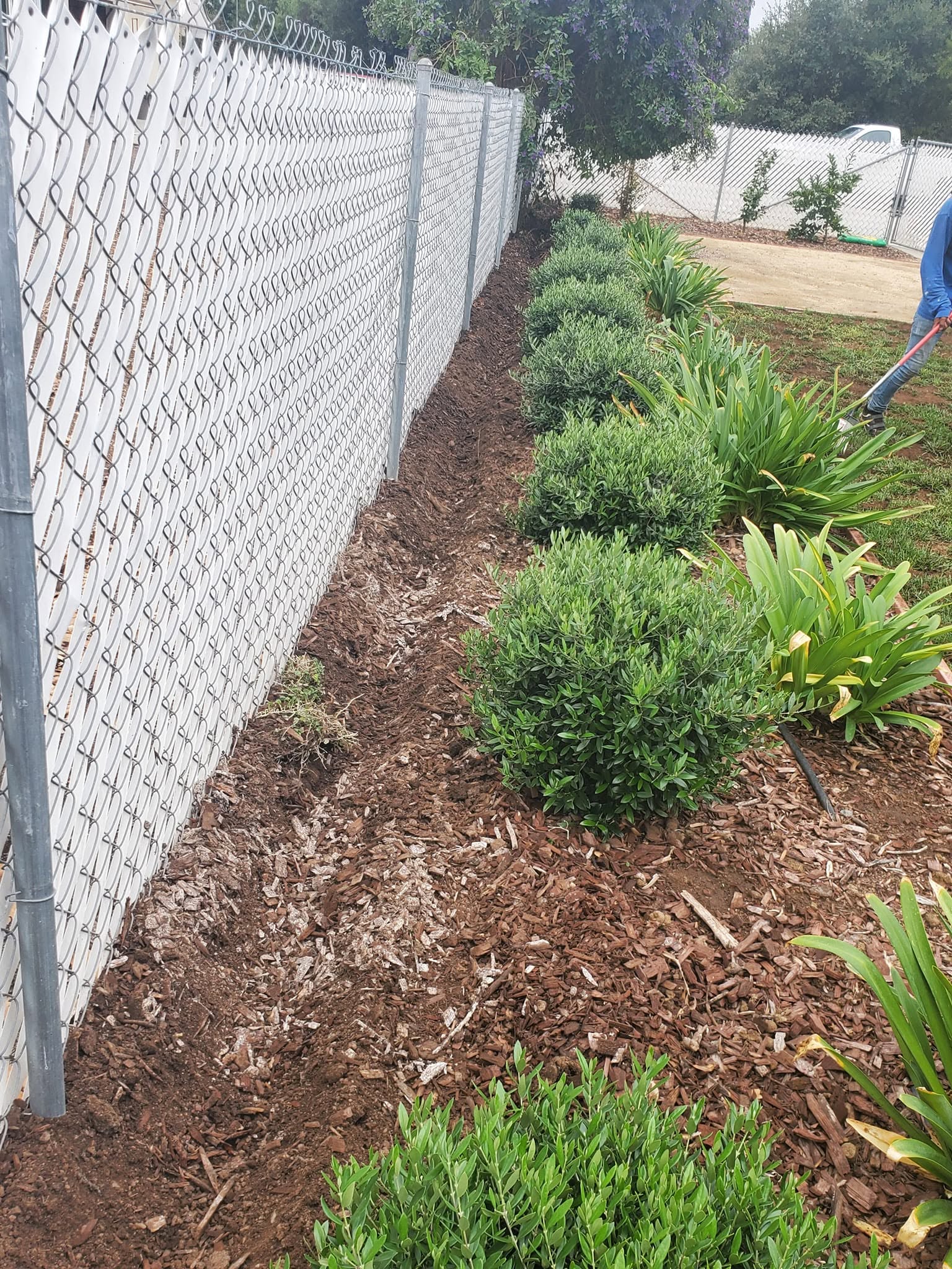 Francisco Landscaping & Construction  - Plants 