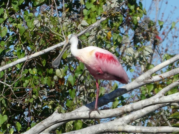 Images Punta Gorda Adventures