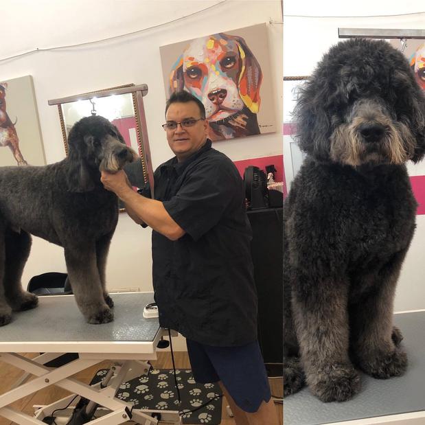 Images Woof Gang Bakery & Grooming Sarasota