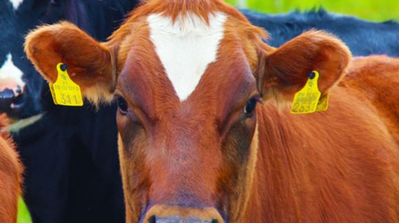 Images Koivulan kotijuustola