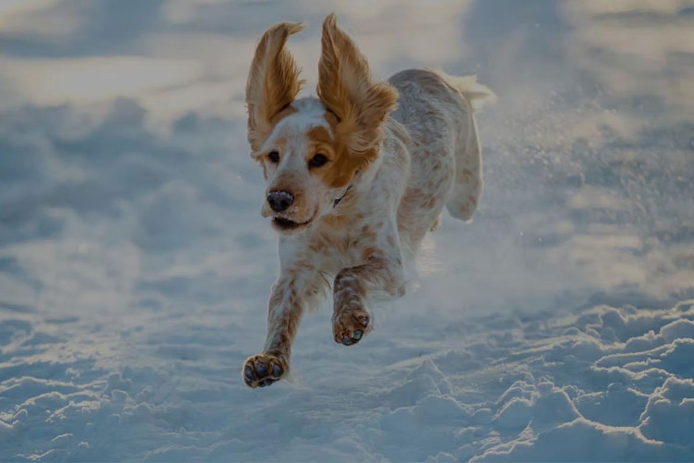 Images Veterinærvakta I Ål og Hol AS