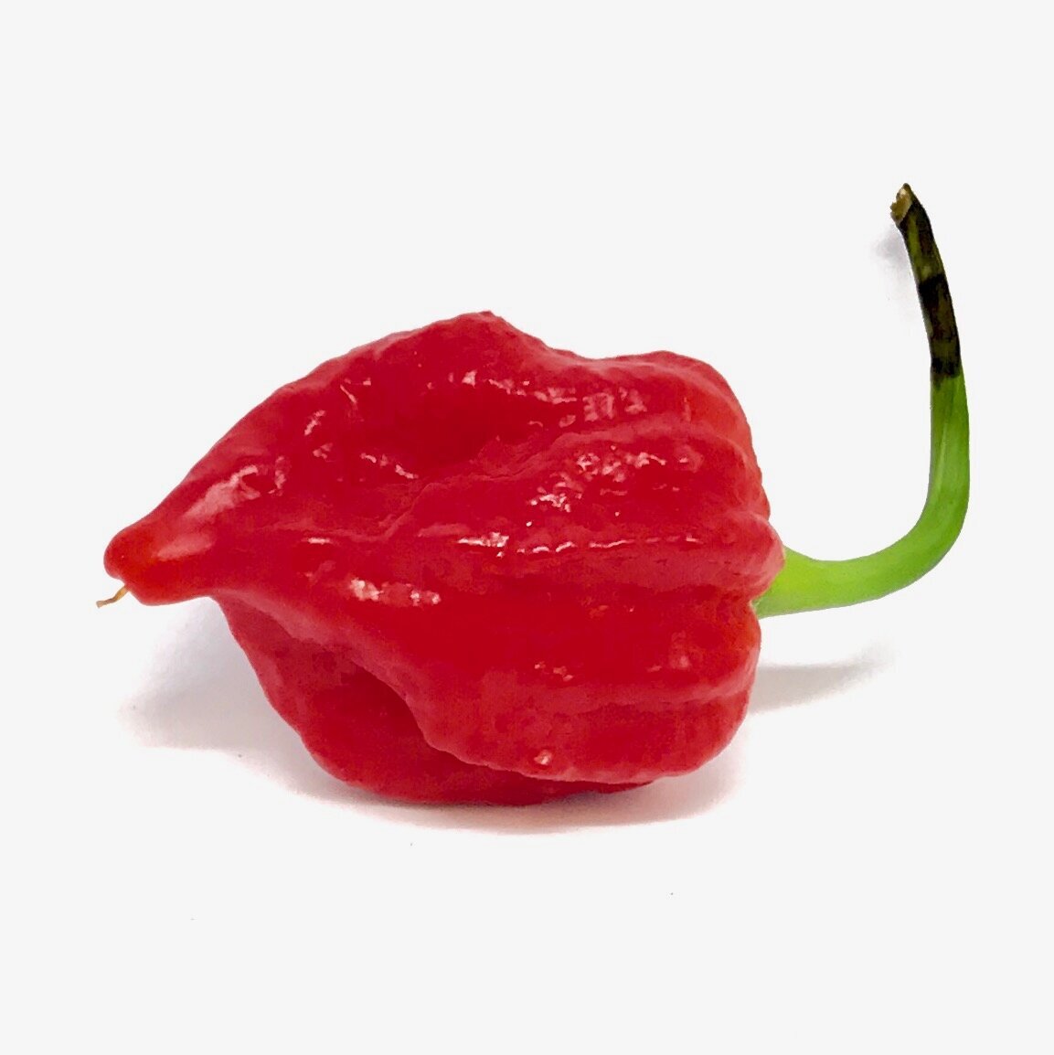 Images Chilli Mash Company