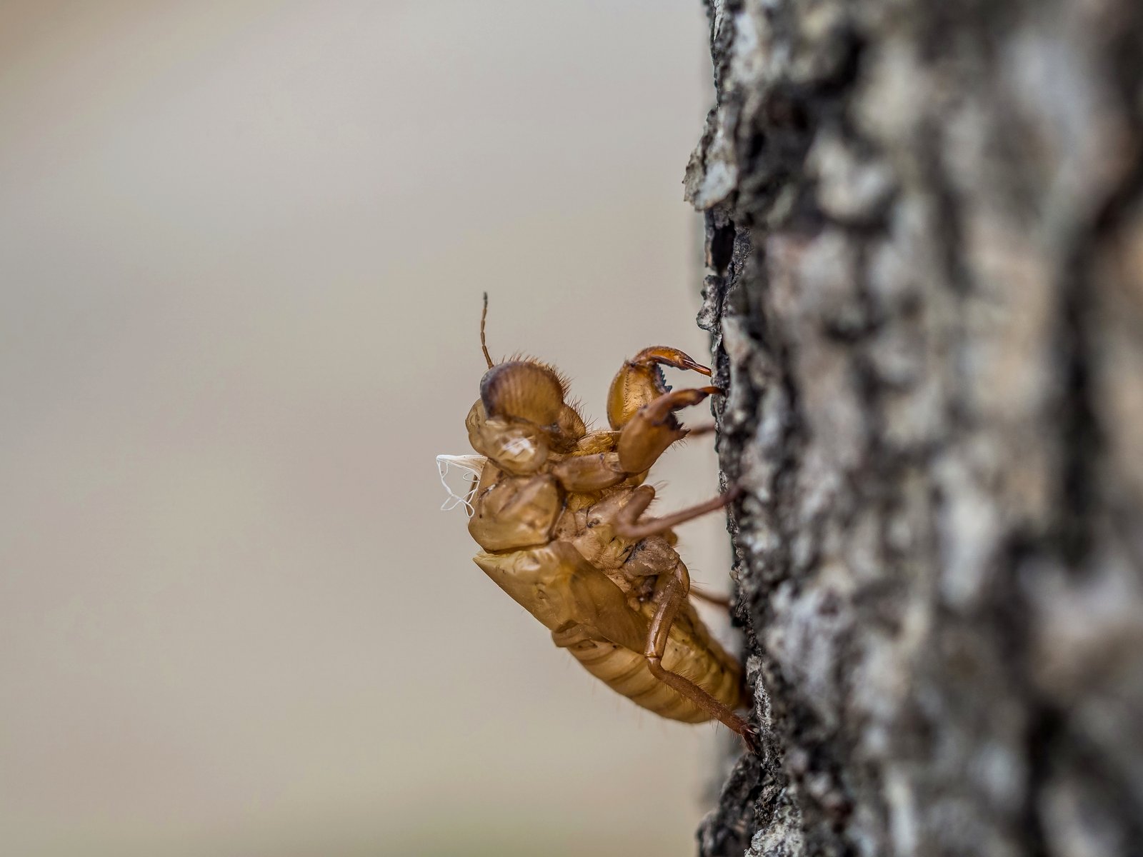 Cowleys Pest Services