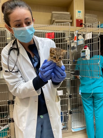 Images VCA West Los Angeles Animal Hospital