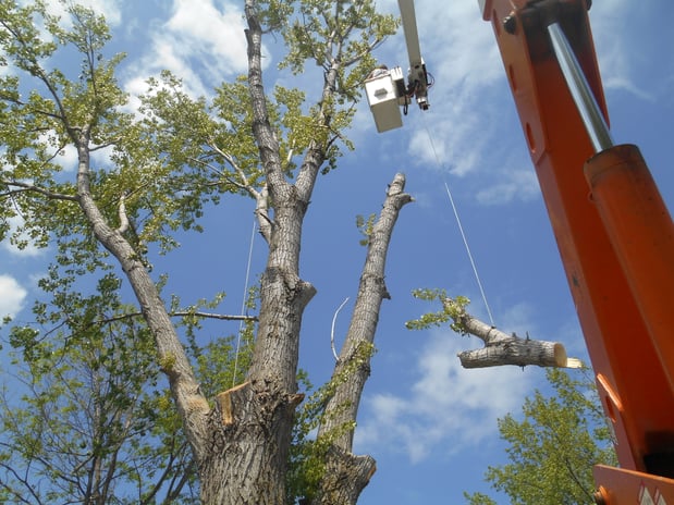 Images Wellman Tree Service