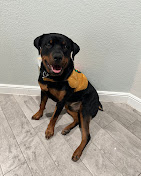 Images Dog Pawpa K9 Connection