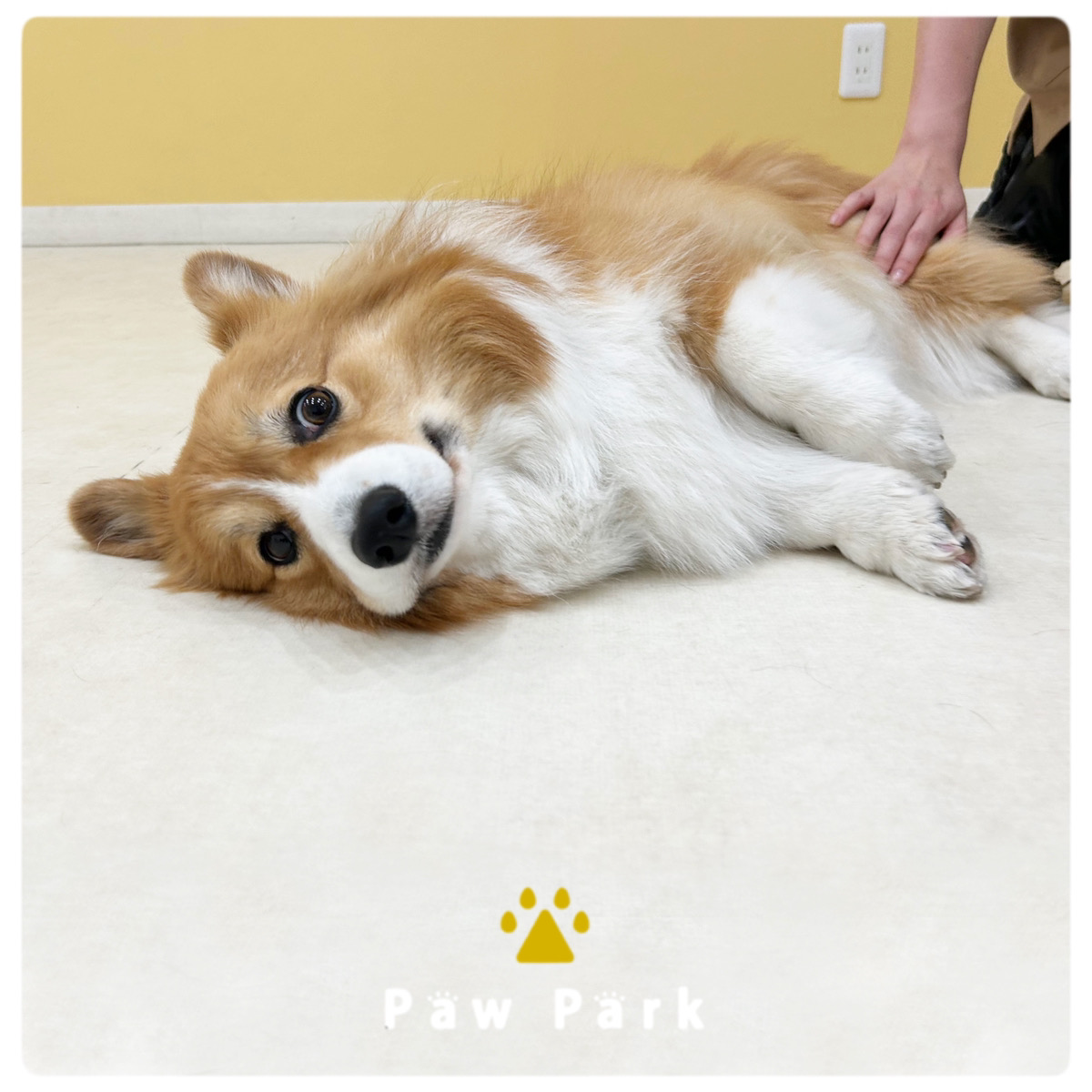 Images PawPark 犬のようちえん 高槻店