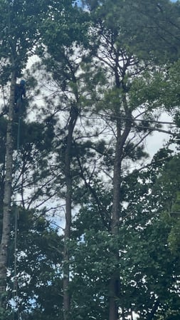 Images Lopez Tree Services and Landscaping