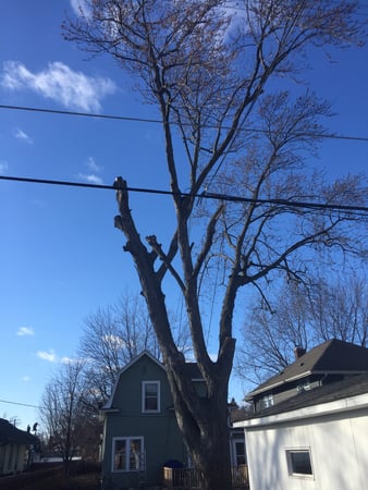 Images Total Tree Care