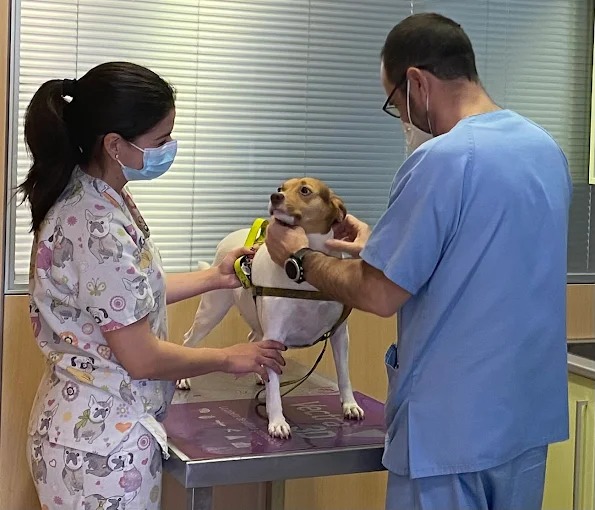 Images Clinica Veterinaria Villen