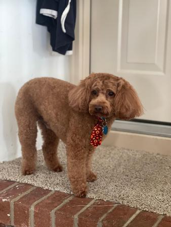 Images Space Coast Mobile Dog Grooming