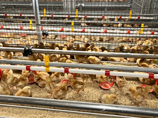 Images Mission Mountain Organic Eggs