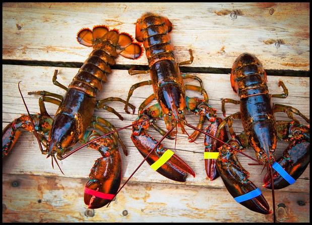 Images Lobster Haven